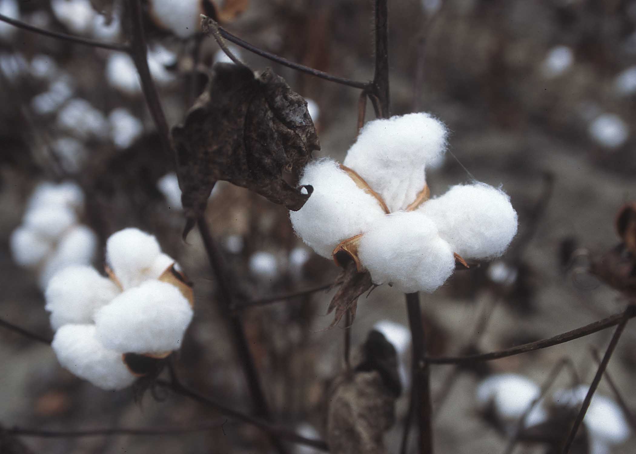 Cotton commodity trading